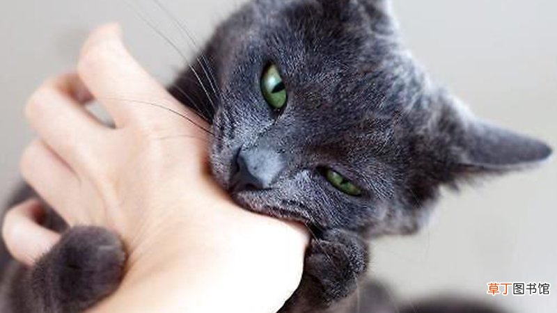 女人梦到被猫咬到手是什么意思