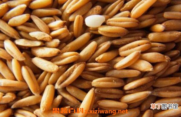 莜麦的功效与作用 吃莜麦的好处