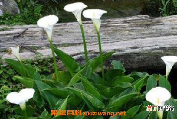 海芋花和马蹄莲的区别