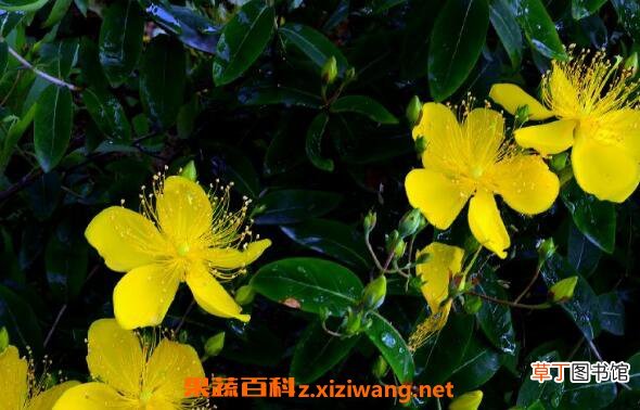 金丝梅的功效与作用及药用价值