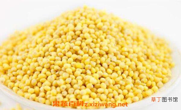 稷米的功效与作用 吃稷米的好处
