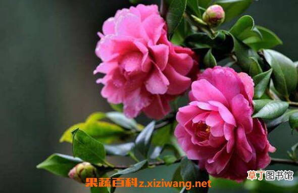 新鲜山茶花怎样泡水 晒干的山茶花怎样泡水