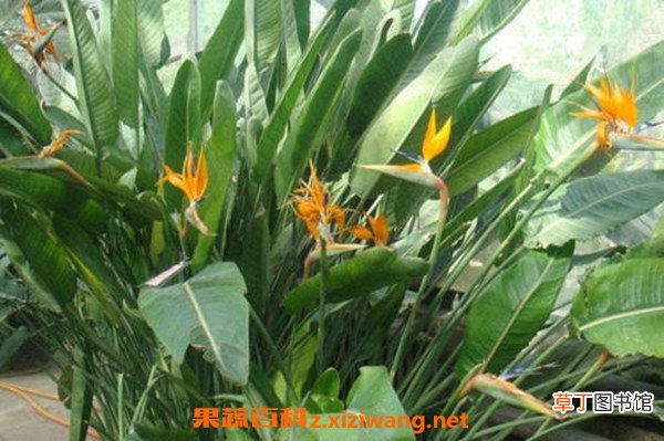 鹤望兰适合养家里吗 鹤望兰冬天怎么养