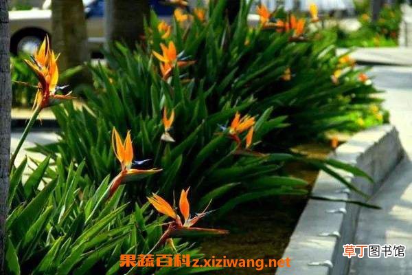 鹤望兰适合养家里吗 鹤望兰冬天怎么养