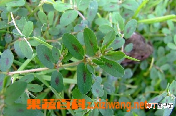 地锦草的功效与作用