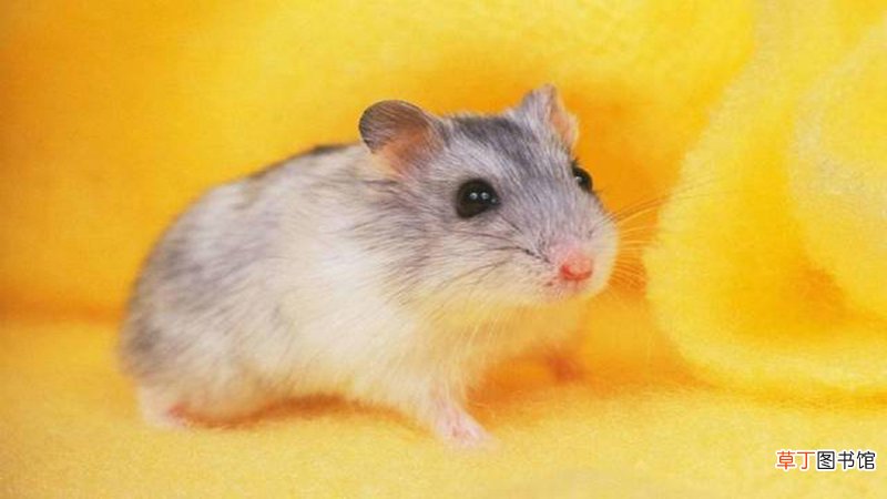 鼠和猴相配婚姻如何