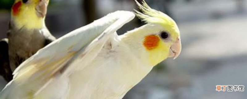 玄凤幼鸟人工喂养方法