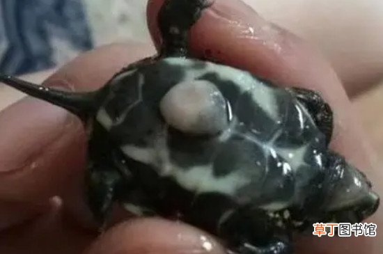 乌龟卵黄没吸收处理方法
