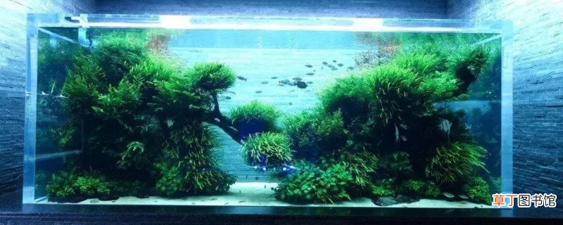 新手鱼缸养鱼的方法和技巧