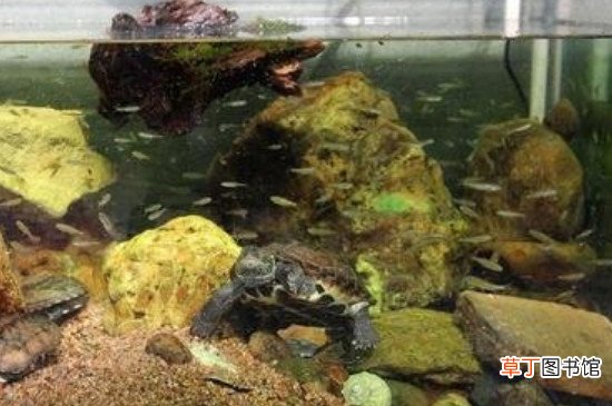 养龟的方法和技巧