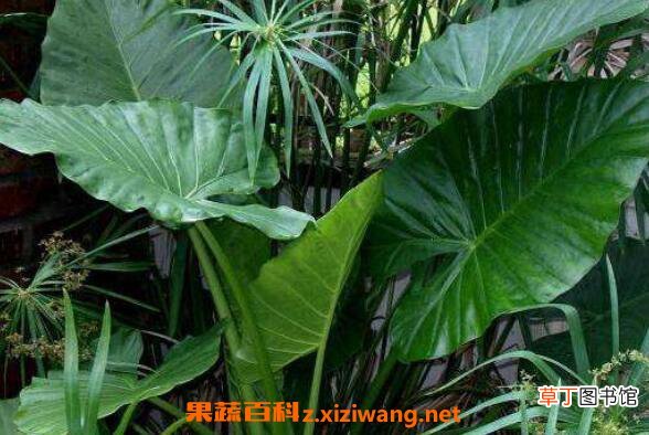 剑叶海芋如何管理 箭叶海芋怎么养