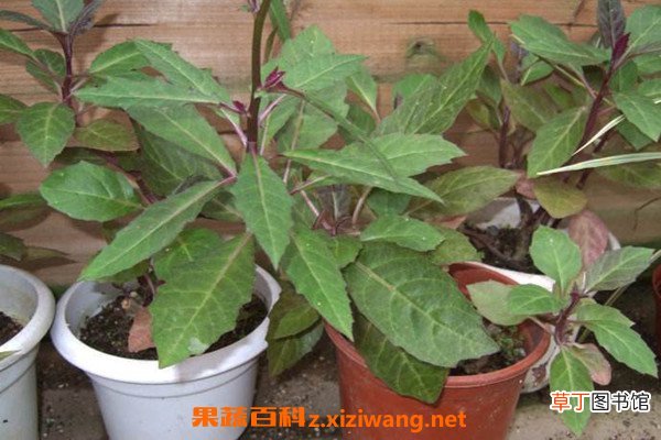 降糖草怎么养殖 降糖草在家怎么养