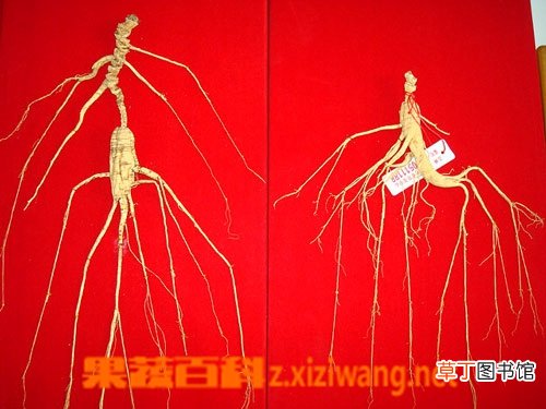 野山参怎么吃