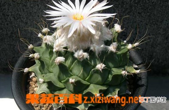 帝冠的功效与作用