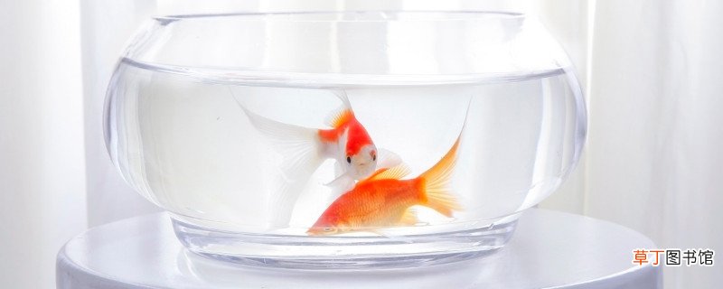 鱼缸换水的正确方法自来水
