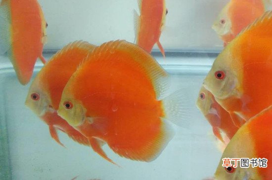 给燕鱼换水的正确方法