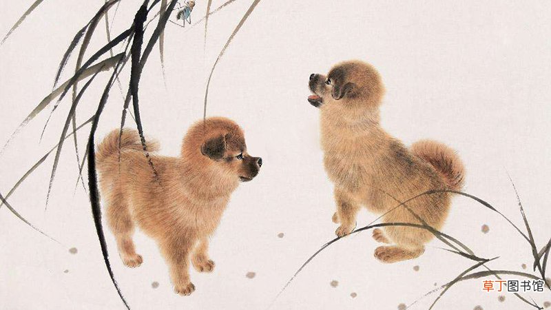 两个属狗的人在一起合适吗