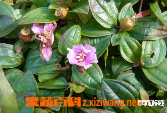 地念的功效与作用