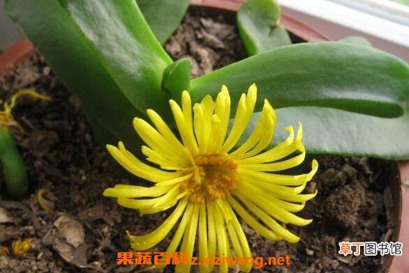 佛手托金如何养殖 佛手托金的养殖方法和注意事项