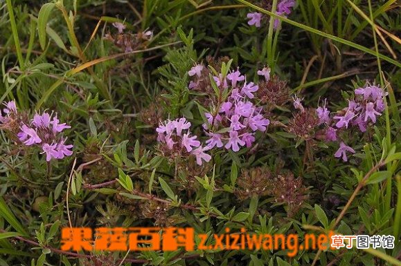 地椒的功效与作用