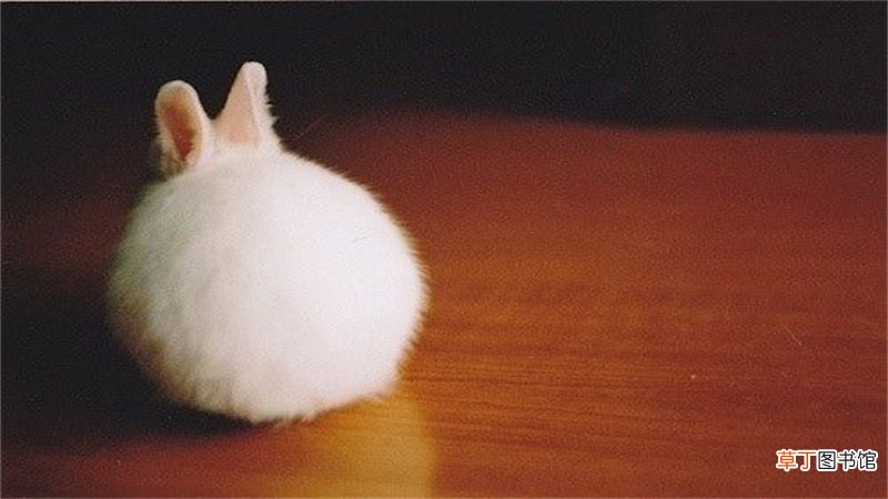 鸡和兔子属相合不合