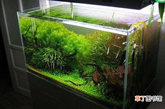 鱼缸困水最简单方法