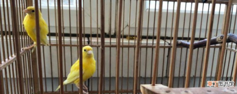 让玉鸟大叫的方法