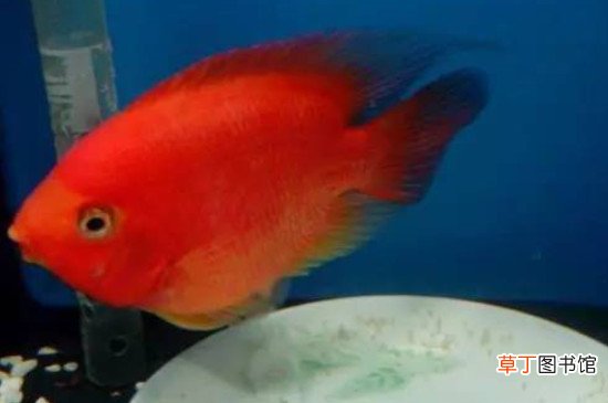 鹦鹉鱼饲养方法和注意事项