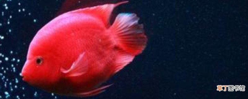 鹦鹉鱼饲养方法和注意事项