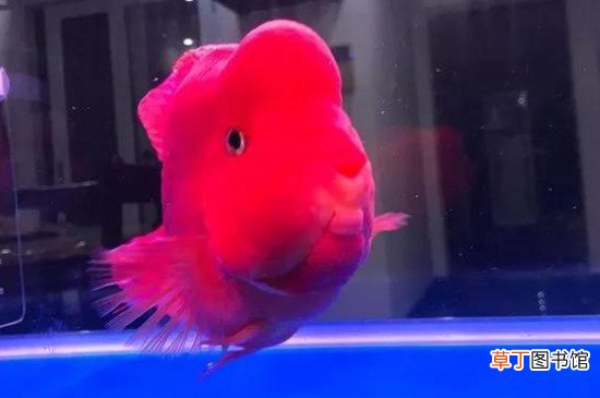 鹦鹉鱼饲养方法和注意事项