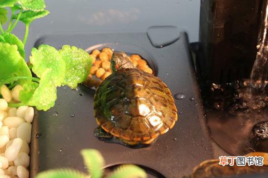 龟缸起泡沫解决方法