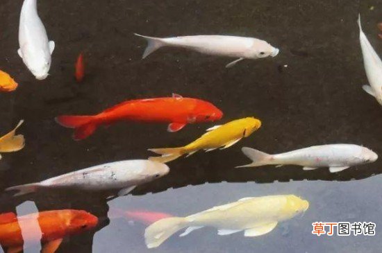 新买锦鲤侧翻躺缸解救方法