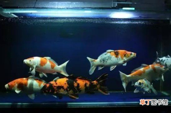 新买锦鲤侧翻躺缸解救方法