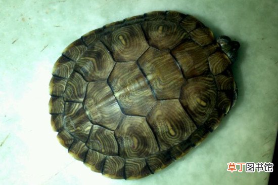 乌龟受冻了恢复的方法