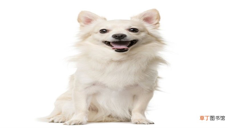 2006属狗出生月命运
