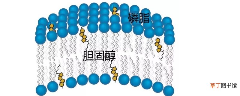 人体中的TUM指标是什么意思-生活百科知识