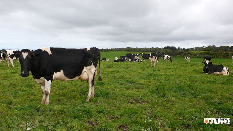 土行有哪些生肖