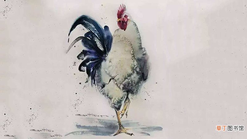 属猪和属鸡的合财吗