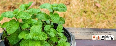 欧薄荷可以驱蟑螂吗 欧薄荷能够驱蟑螂吗