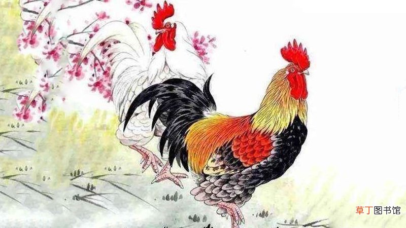 属鸡男和属狗女的适合做夫妻吗