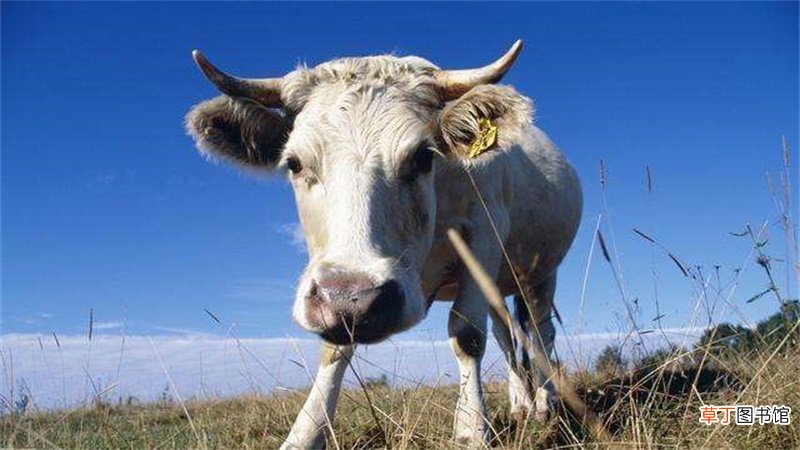 狗与牛属相婚配怎样