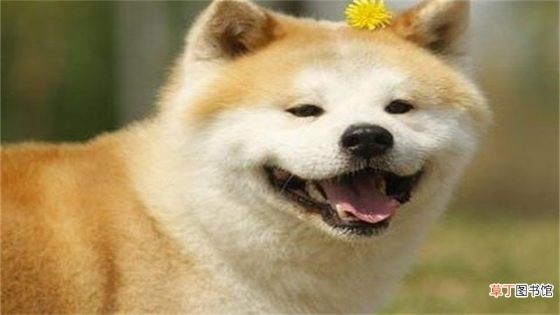 狗与牛属相婚配怎样