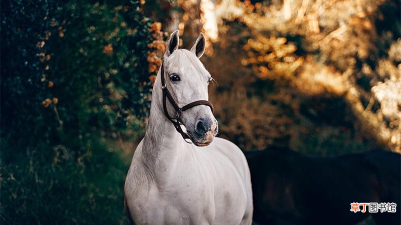 马年几点出生好