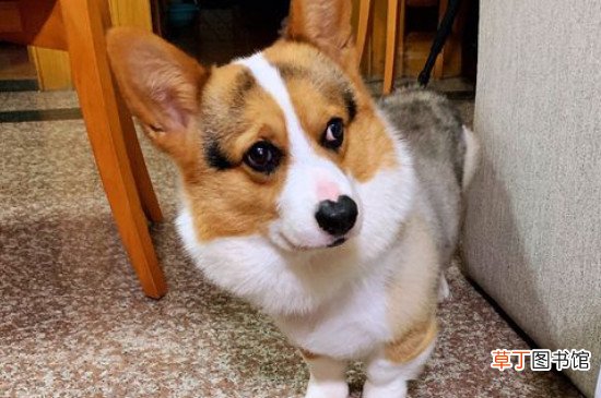 为什么柯基不能打