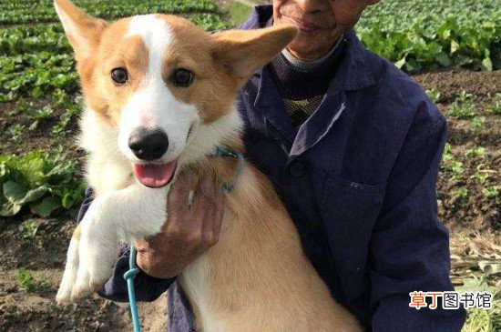 柯基犬会护主人吗