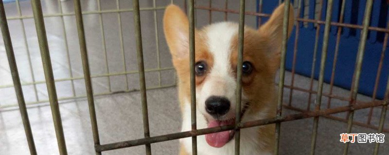柯基犬会护主人吗