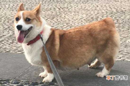 柯基犬会护主人吗