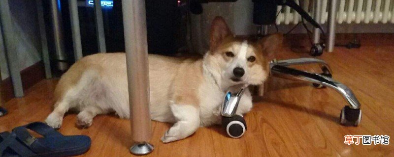 为什么柯基喜欢咬主人