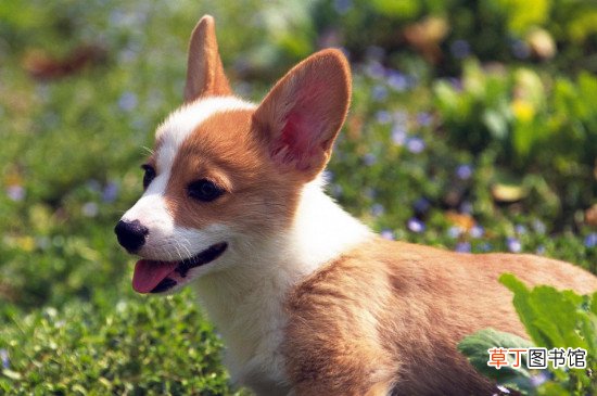 柯基吐黄水还有泡沫