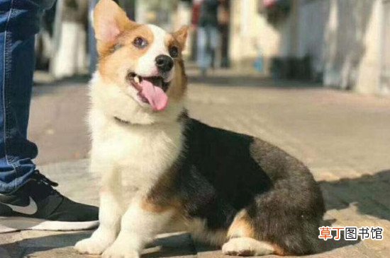柯基多少个月开始长头